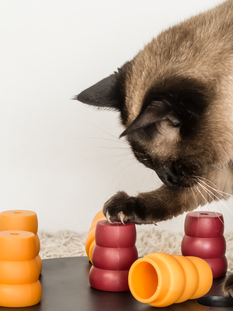 Cat playing with toys