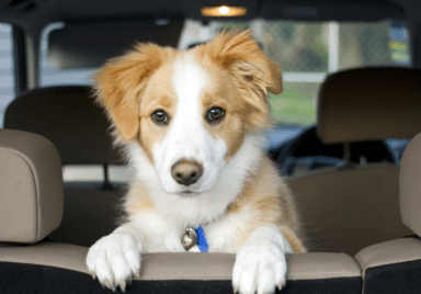 dog in car
